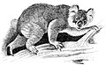 Original PD image of a modern koala